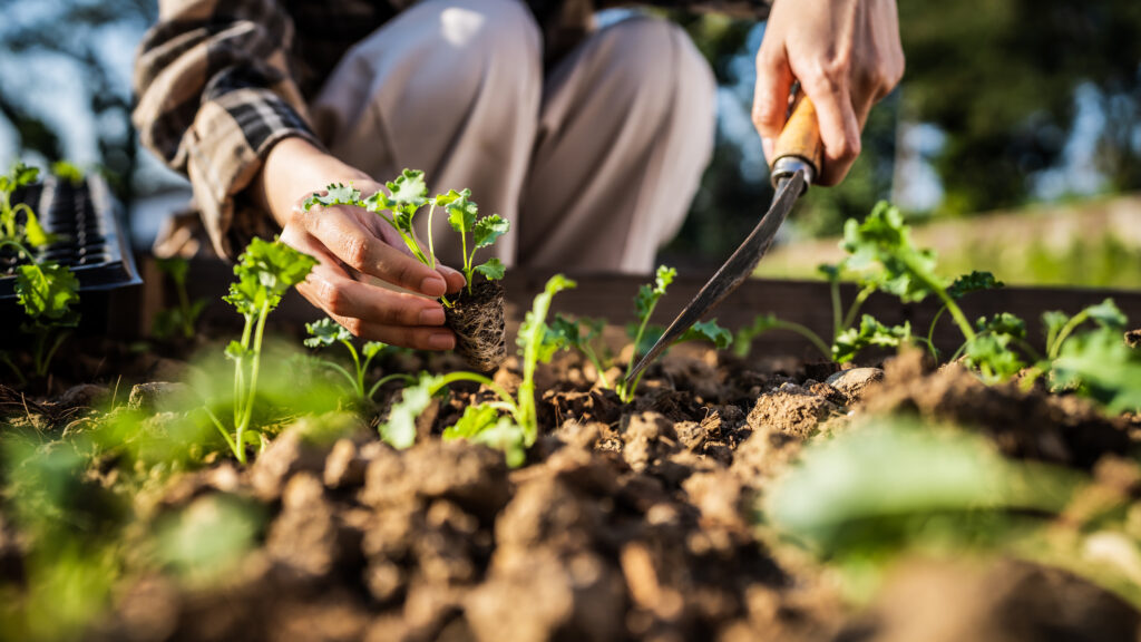 Hands planting a vegetable on plantation field soil